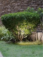 NOVA LUCE venkovn� sv�tidlo s bodcem KIMIKO �ern� hlin�k a �ir� sklo GU10 1x10W 220-240V bez ��rovky IP54 9026127